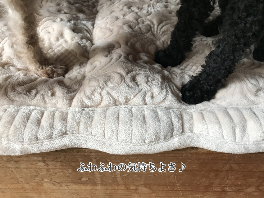 レースファブリック