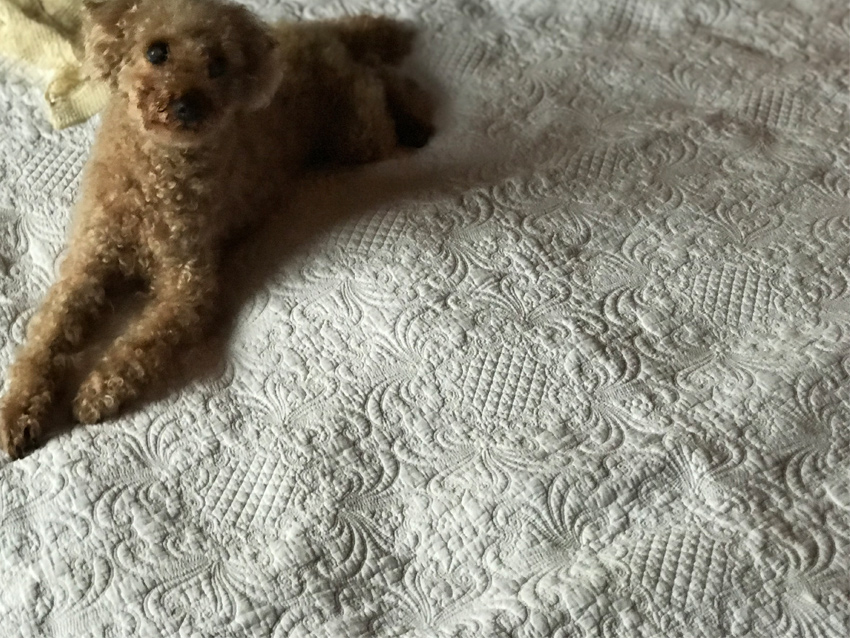 white quilt ホワイトキルト N3 マルチカバー 200×250【送料無料 white quilt ホワイトキルト N3 マルチカバー 200×250【送料無料